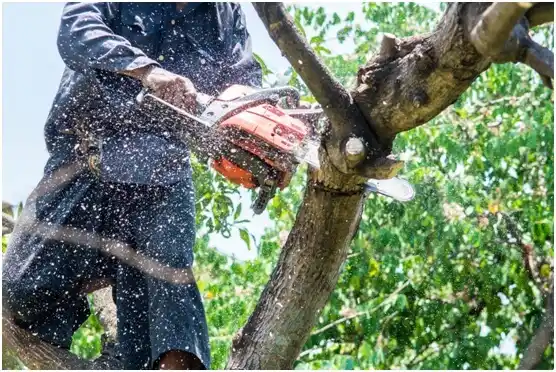 tree services Kemah